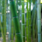 Handmade Bamboo Sunglasses 4