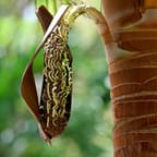 Handmade Jamaican Bamboo Jewelry 3