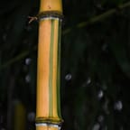 Handmade Jamaican Bamboo Jewelry 4