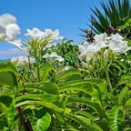 Island Breeze Perfume 4