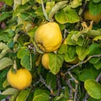 Jamaican Citrus All-Purpose Cleaner 4