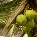 Jamaican Coconut Moisturizing Cream 4