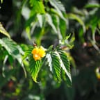 Jamaican Herbal Immune Booster 3