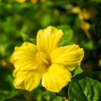 Jamaican Herbal Remedies - Immune Booster 4