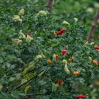 Jamaican Scotch Bonnet Pepper Sauce 3