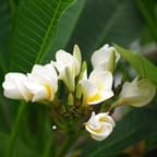 Jamaican Turmeric Brightening Cream 3