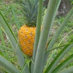 Mango Pineapple Tropical Juice 3