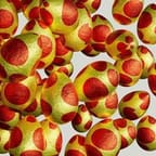 Multivitamin Gummies 3