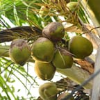 Natural Coconut Oil 3