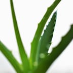 Organic Aloe Vera Gel 1