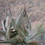 Organic Aloe Vera Gel 3