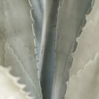 Organic Aloe Vera Gel 4