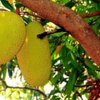 Tropical Fruit Punch 1