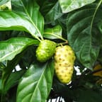 Tropical Fruit Punch 4