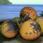 Tropical Mango Body Scrub 1
