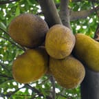 Tropical Mango Body Scrub 3