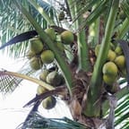 Tropical Mango Coconut Juice 3
