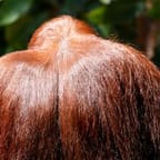 Tropical Mango Hair Serum 1
