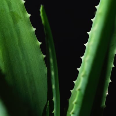 Aloe Vera Gel