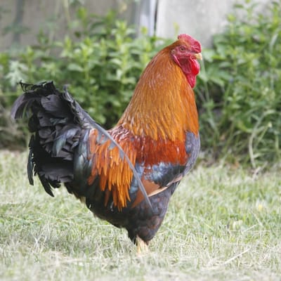 Authentic Jamaican Jerk Chicken