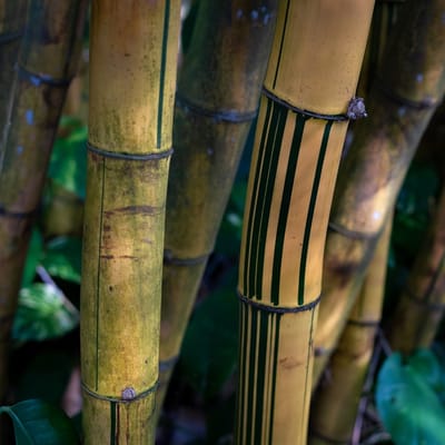 Bamboo Print Swim Trunks