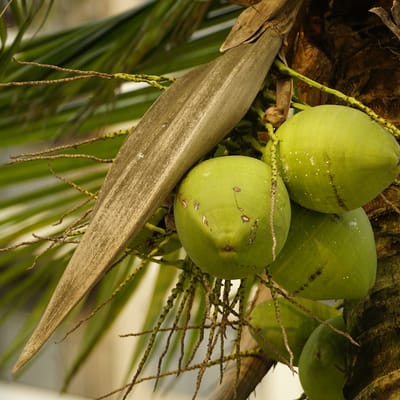 Coconut Drops