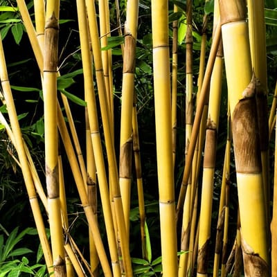 Handmade Bamboo Sunglasses