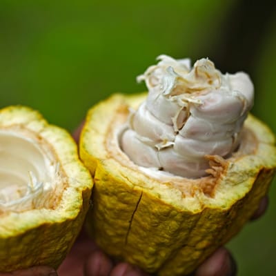 Jamaican Coconut Moisturizing Cream