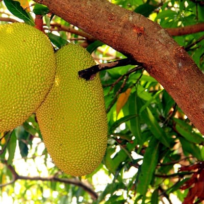 Tropical Fruit Punch