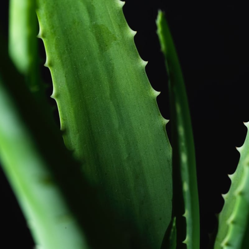 Aloe Vera Gel