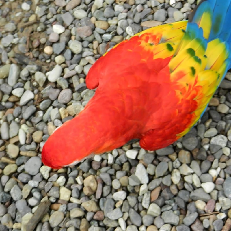 Children's Colorful Flip Flops