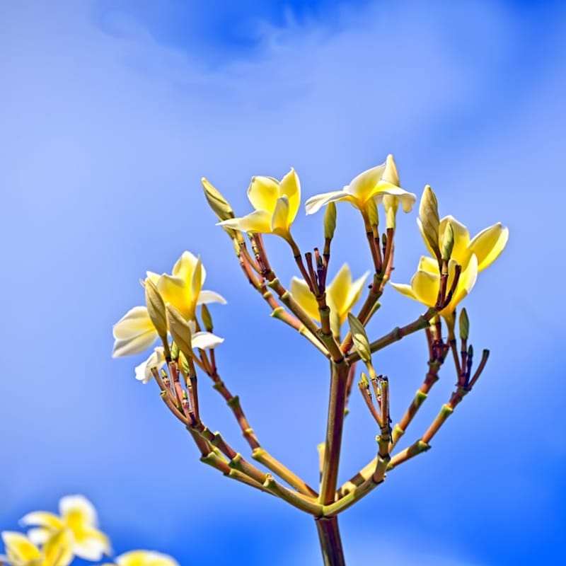 Island Breeze Perfume