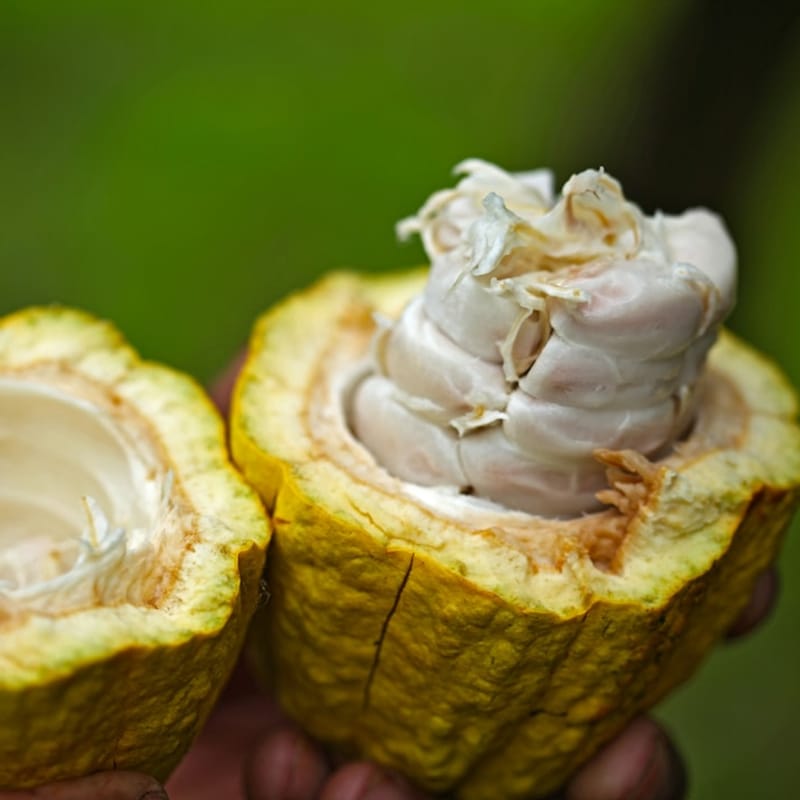 Jamaican Coconut Moisturizing Cream