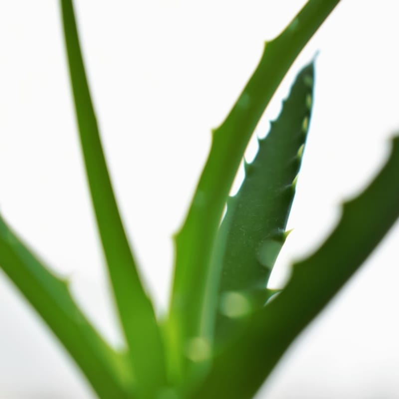 Organic Aloe Vera Gel