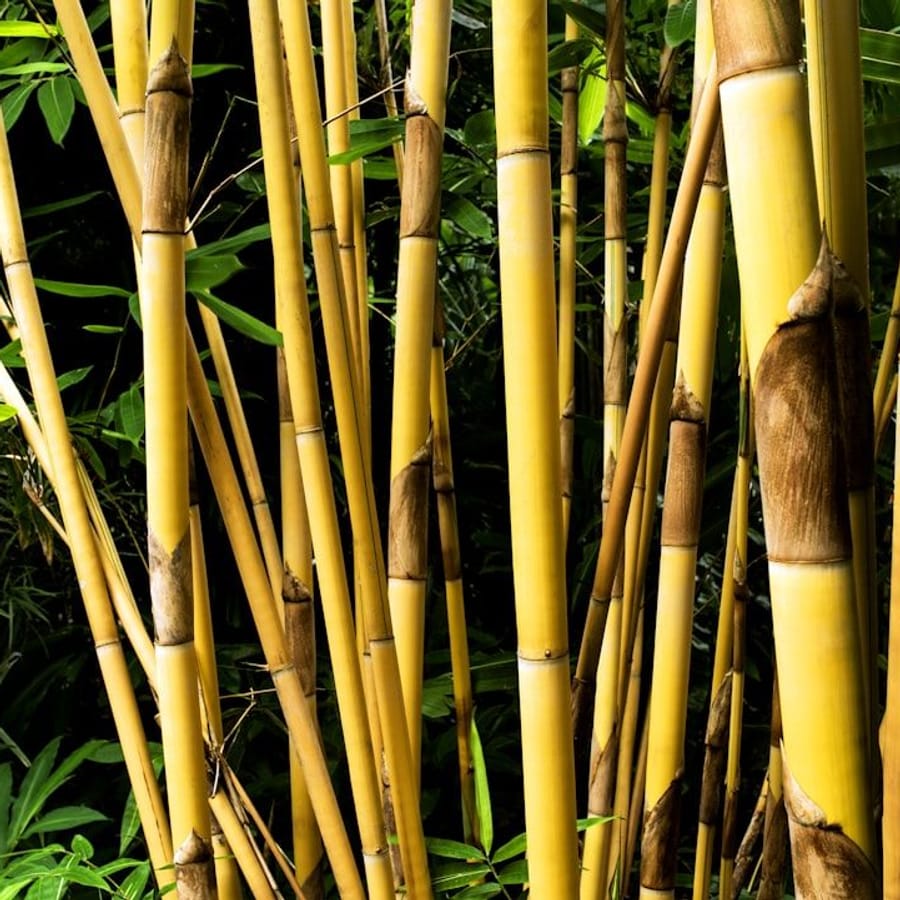 Handcrafted Bamboo Sunglasses