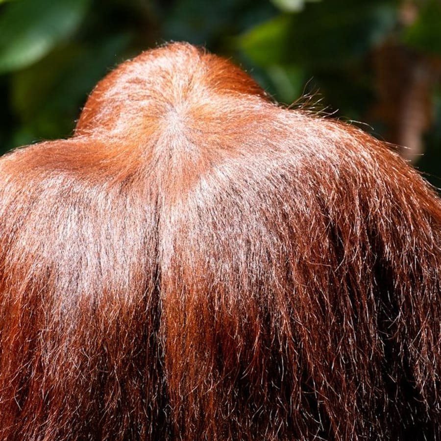 Tropical Mango Hair Serum