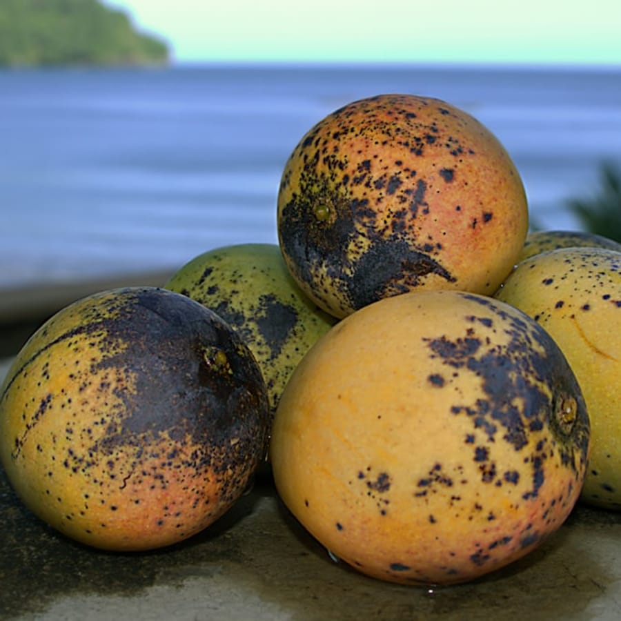 Tropical Mango Smoothie