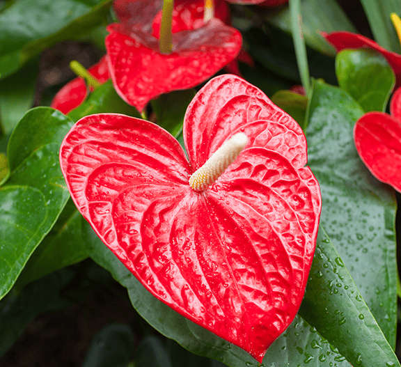 Plantas que melhor se adaptam a ambientes fechados | Facilita