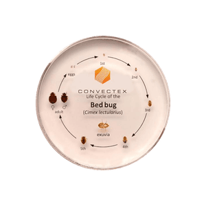 Resin bed bug life cycle