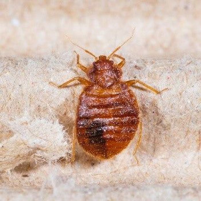 
                    How to stop Bed Bugs for Tenants
                          