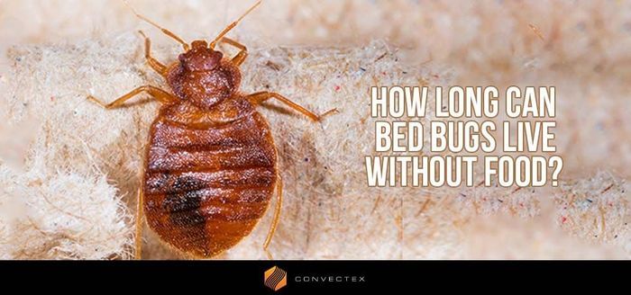 
                    How Long Can Bed Bugs Live Without Food?
                          