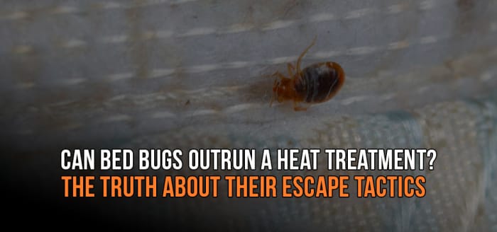 
                    Can Bed Bugs Outrun a Heat Treatment?
                          