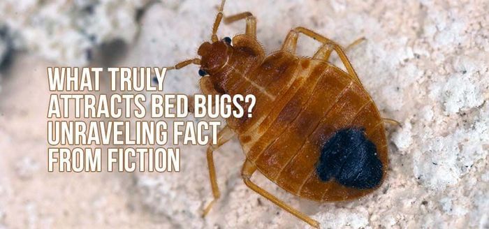
                    What Truly Attracts Bed Bugs? Unraveling Fact from Fiction 
                          