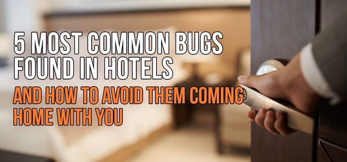 
                    5 Most Common Bugs in Hotels and How to Avoid Bringing Them Home
                          