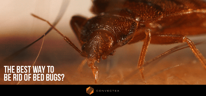
                    What is the best way to get rid of bed bugs? 
                          