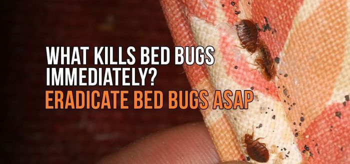
                    What Kills Bed Bugs Immediately? Eradicate Bed Bugs ASAP
                          