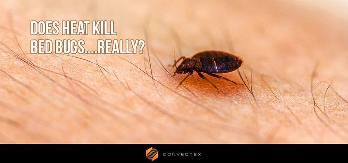 
                    Can Heat Kill Bed Bugs... Really?
                          