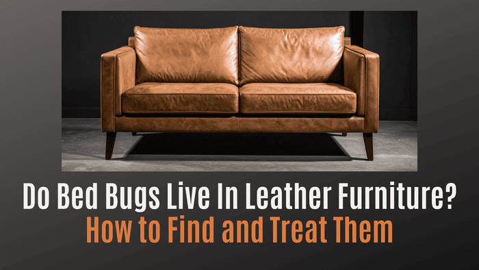 
                    Do Bed Bugs Live in Leather Furniture? How to Find and Treat Them
                          