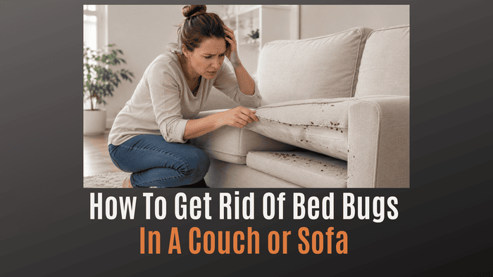 
                    How to Get Rid of Bed Bugs in a Couch or Sofa
                          