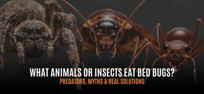 
                    What Animals or Insects Eat Bed Bugs? Predators, Myths & Real Solutions
                          